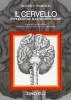 Il cervello. Introduzione alle neuroscienze