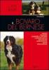 Il bovaro del bernese