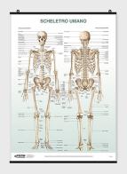 Poster scheletro umano edito da Piccin-Nuova Libraria