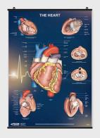 The heart di Lucia Manzoli, Stefano Ratti edito da Piccin-Nuova Libraria