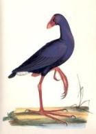 Iconografia della fauna italica. Per le quattro classi degli animali vertebrati di Carlo L. Bonaparte edito da Canova