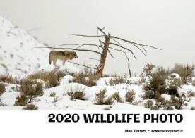 2020 wildlife photo. Ediz. illustrata di Max Venturi edito da Youcanprint