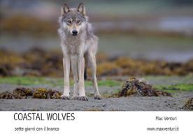 Coastal wolves. Sette giorni con il branco di Max Venturi edito da Youcanprint
