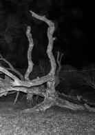 Pietraia. Ediz. inglese di Jacopo Benassi, Giulia Cenci edito da Produzioni Nero