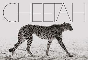 Cheetah. Ediz. illustrata di Mark Segal edito da Damiani