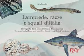 Lamprede, razze e squali d'Italia. Iconografia della fauna marina e d'acqua dolce di Mario Morellini edito da C&P Adver Effigi