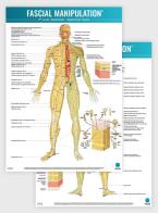 Fascial manipulation. 4th level poster: quadrants-superficial fascia di Stecco edito da Piccin-Nuova Libraria