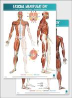 Fascial manipulation. 1st level poster: centers of coordination-myofascial sequences di Stecco edito da Piccin-Nuova Libraria