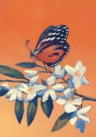 Fuad delle farfalle di Lina Maria Ugolini edito da Splen
