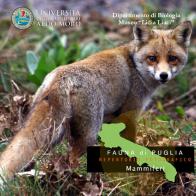 Mammiferi. Fauna di Puglia. Repertorio fotografico. DVD-ROM edito da CeRB