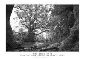The Rock-Tree. Holm Oak, Badde Tureddu, Orgosolo, Sardinia. Ediz. italiana e inglese. Con stampa Fine Art di Enrico Spanu edito da Spanu