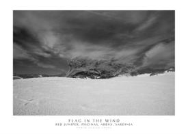 Flag in the wind. Red Juniper, Piscinas, Arbus, Sardinia. Ediz. italiana e inglese. Con stampa Fine Art di Enrico Spanu edito da Spanu