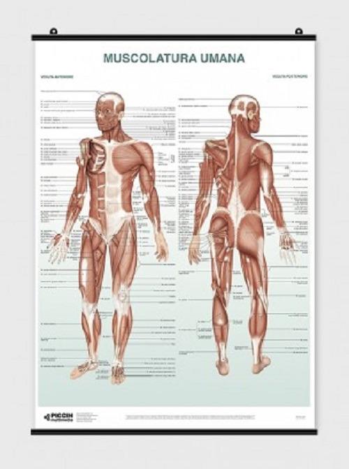 Set di poster anatomici per sistema muscolare e scheletrico