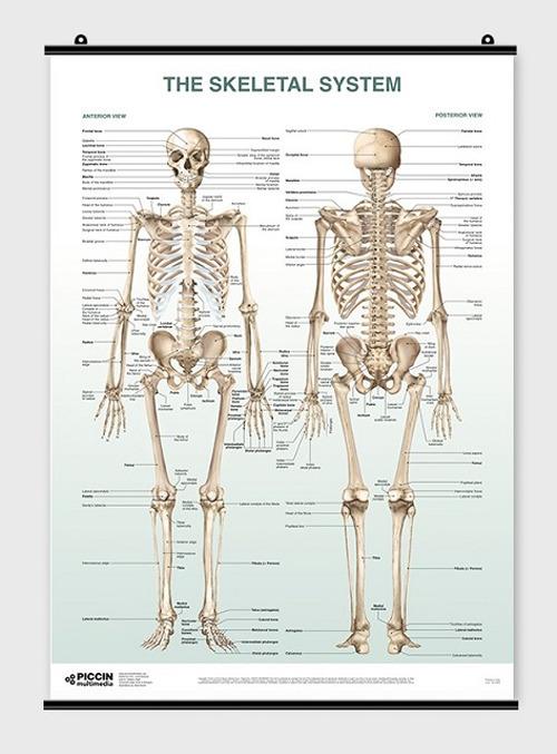 The skeletal system poster di Lucia Manzoli, Stefano Ratti edito da Piccin-Nuova Libraria