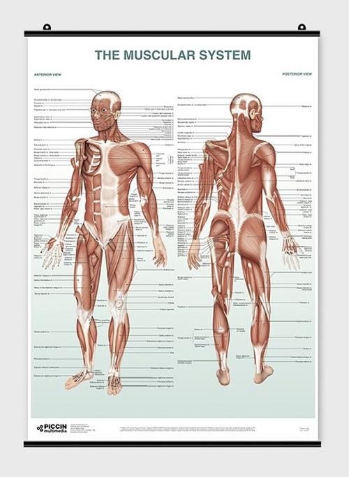 The muscular system di Lucia Manzoli, Stefano Ratti edito da Piccin-Nuova Libraria