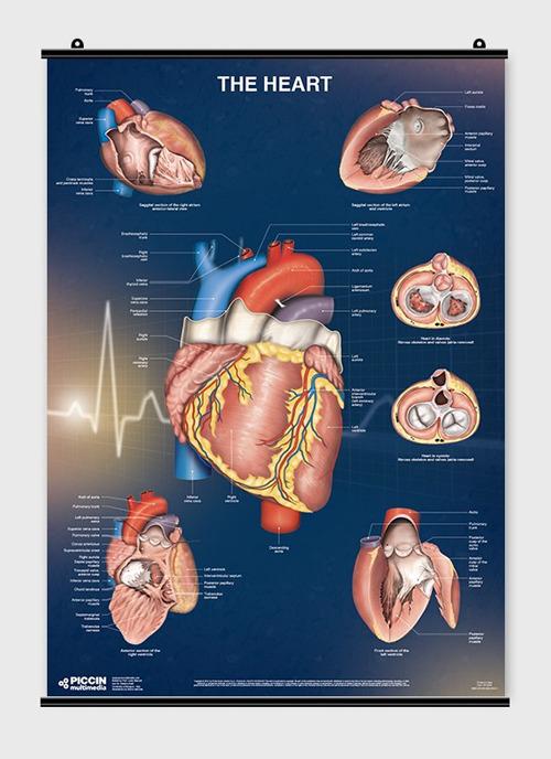 The heart di Lucia Manzoli, Stefano Ratti edito da Piccin-Nuova Libraria