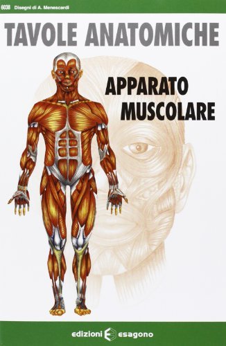 Apparato muscolare. Tavole anatomiche di Aurelia Menescardi edito da Bignami