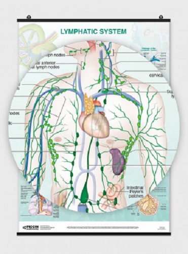 Lymphatic system. Poster 50cm x 70cm di Lucia Manzoli, Stefano Ratti edito da Piccin-Nuova Libraria