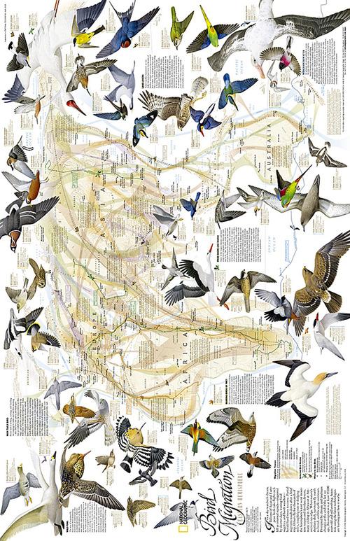 Migrazioni degli uccelli. America del Nord e del Sud. Carta murale edito da Libreria Geografica