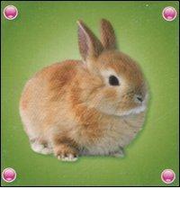 Il coniglio edito da Yoyo Books