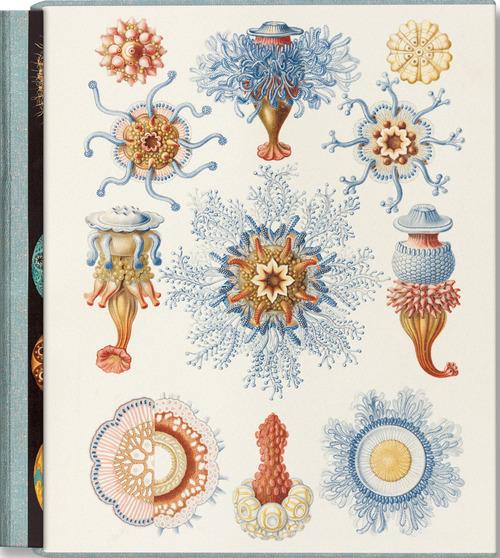 The art and science of Ernst Haeckel. Ediz. inglese, francese e tedesca di Rainer Willmann, Julia Voss edito da Taschen