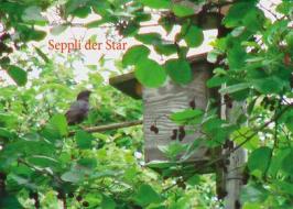 Ebook Seppli der Star di Edith Fehr-Brunner edito da Books on Demand
