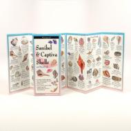 Sanibel & Captiva Shells and Beach Life di Jackie Douglass edito da Steven M. Lewers & Associates