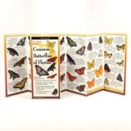 Common Butterflies of Florida di Rick Cech edito da Steven M. Lewers & Associates