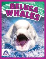Beluga Whales di Angela Lim edito da North Star Editions