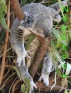 Notebook: Koala di Marian Blake edito da Createspace