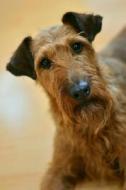 Irish Terrier Dog with a Curious Look Journal: Take Notes, Write Down Memories in This 150 Page Lined Journal di Dog Lovers Journal, Pen2 Paper edito da Createspace Independent Publishing Platform