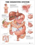 The Digestive System Anatomical Chart edito da Anatomical Chart Co.