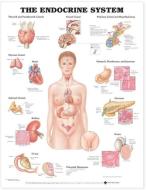 The Endocrine System Anatomical Chart edito da Anatomical Chart Co.
