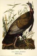 Audubon Wild Turkey Guide di Dover Publications Inc edito da Dover Publications Inc.