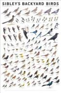 Sibley's Backyard Birds di David Allen Sibley edito da Scott & Nix, Inc