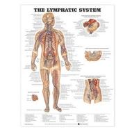 The Lymphatic System Anatomical Chart di Anatomical Chart Company, 8937pl1 5 edito da Anatomical Chart Co.