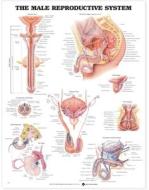 The Male Reproductive System Anatomical Chart edito da Anatomical Chart Co.