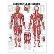 The Muscular System Anatomical Chart di Anatomical Chart Company edito da Anatomical Chart Co.