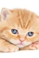 British Shorthair Kitten Autumn Notebook & Journal. Productivity Work Planner & Idea Notepad: Brainstorm Thoughts, Self Discovery, to Do List di Global Pet Care International edito da Createspace Independent Publishing Platform