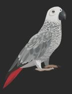 Composition Notebook: African Grey Parrot Notebook 100 Pages Blank Lined Paper di Happytails Stationary edito da INDEPENDENTLY PUBLISHED