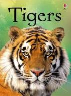 Tigers di James Maclaine edito da Usborne Publishing Ltd