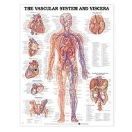 Vascular System And Viscera Anatomical Chart edito da Anatomical Chart Co.