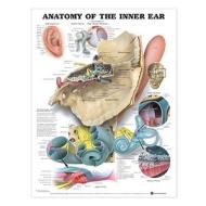 Anatomy Of The Inner Ear Anatomical Chart edito da Anatomical Chart Co.