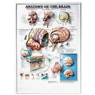 Anatomy Of The Brain edito da Anatomical Chart Co.