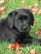 Black Labrador Puppy Notebook: Dog Wisdom Quotes di Black Dog Art, Judy A. Burrows edito da LIGHTNING SOURCE INC
