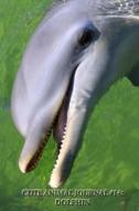 Cute Animal Journal #14: Dolphin (Blank Pages): 200 Page Journal di Cute Animal edito da Createspace