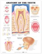Anatomy Of The Teeth Anatomical Chart di Anatomical Chart Company edito da Anatomical Chart Co.