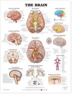 The Brain Anatomical Chart edito da Anatomical Chart Co.