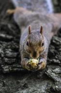Squirrel Eating a Nut on a Log: 150 Page Lined 6 X 9 Notebook/Diary/Journal di Jl Designs edito da Createspace Independent Publishing Platform