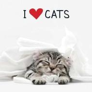 I Love Cats di Adams Media edito da Adams Media Corporation